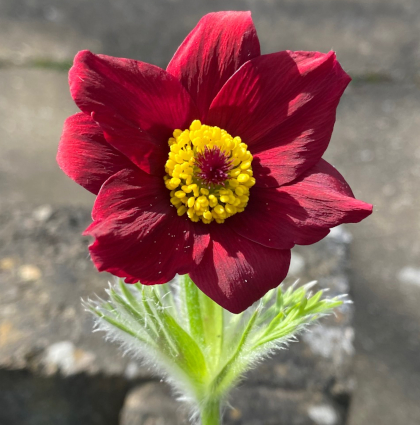 Pulsatilla vulgaris 'Red Bells' (Rode Klokke)